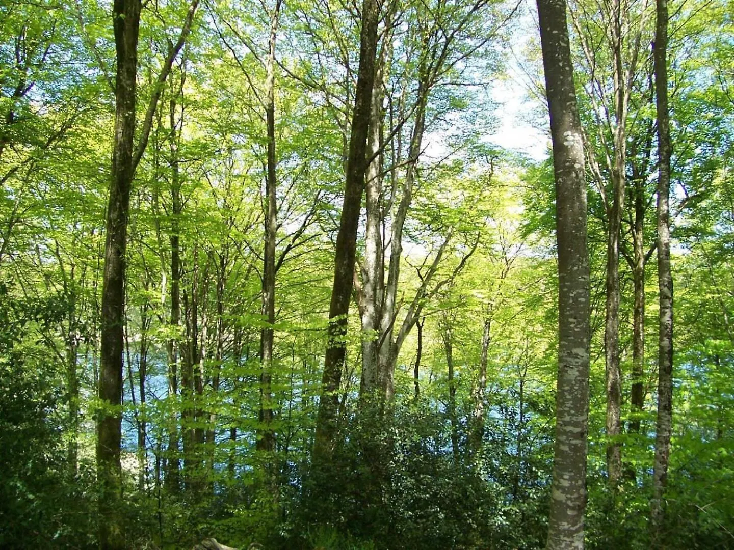 Les Gites De La Planette - Gite 4 Saint-Amans-Valtoret